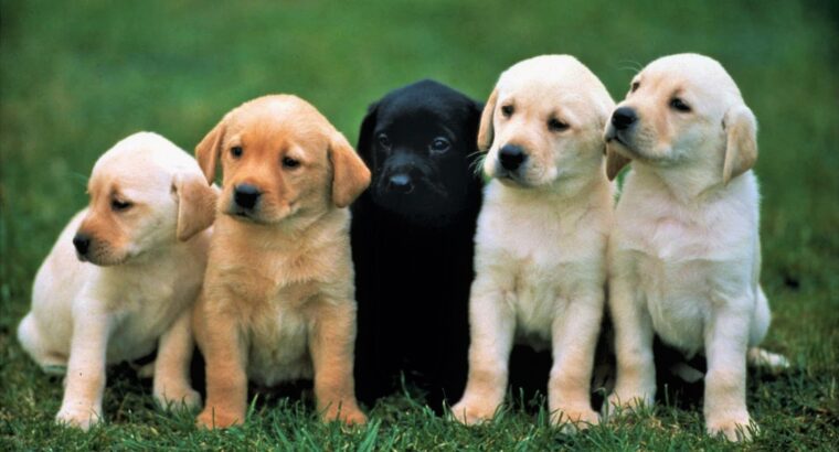 Adorable Labrador Puppies for Sale – Vaccinated & Healthy!